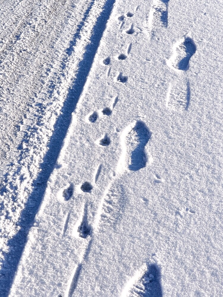 Spuren im Schnee