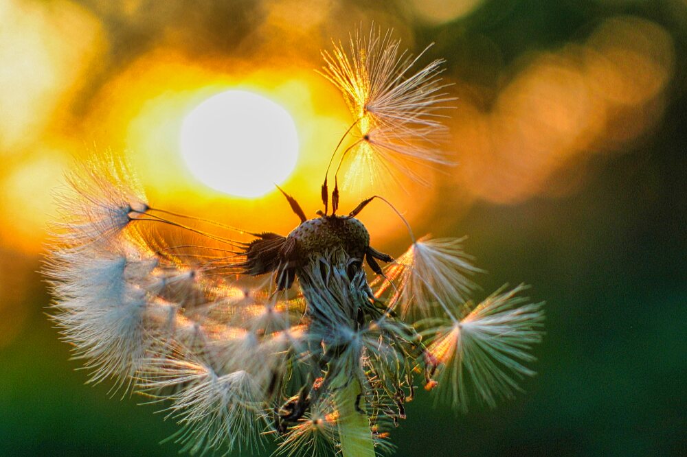 Pusteblume im Sonnenuntergang