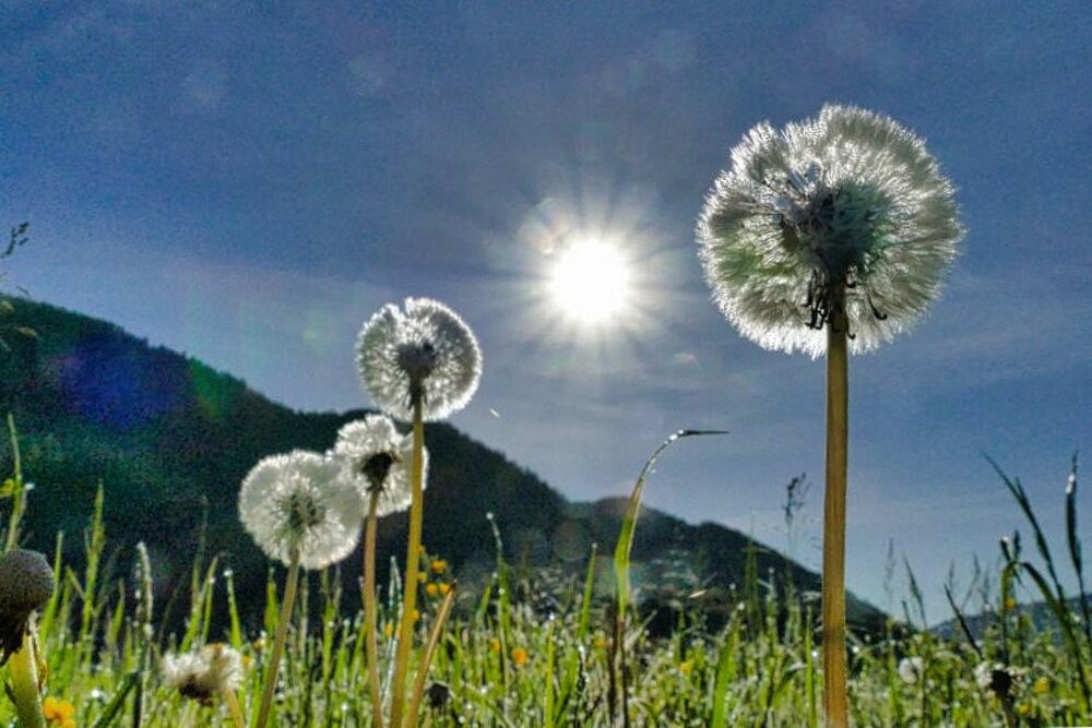 Pusteblume