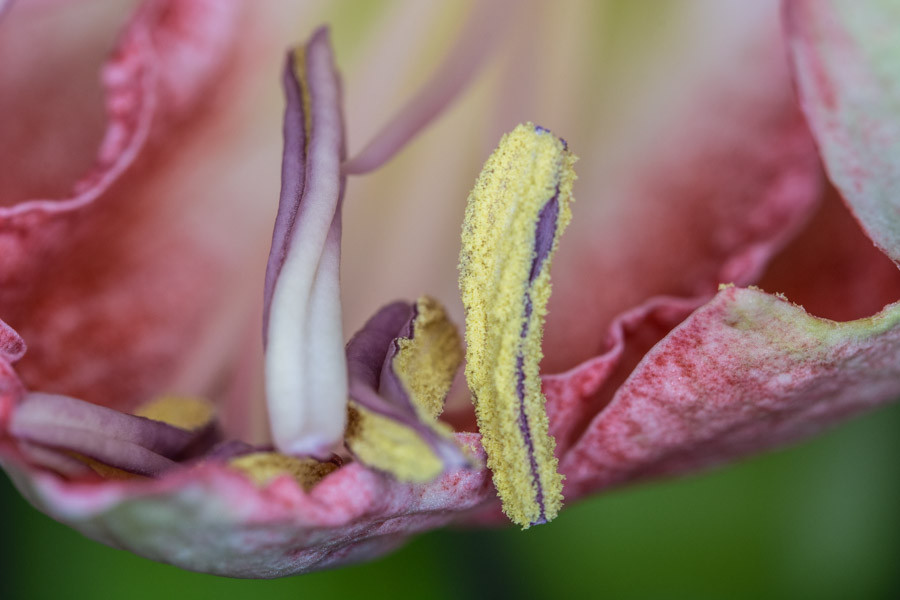 Amaryllis Blütenstempel